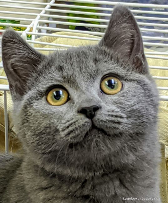 この道に入ってかなり経ちますが、常に勉強ですね。この子はまだまだ子猫君もっと目の色が濃くなります。｜長尾　和子(ながお　かずこ)ブリーダー(大阪府・サイベリアンなど・ACC登録)の紹介写真1