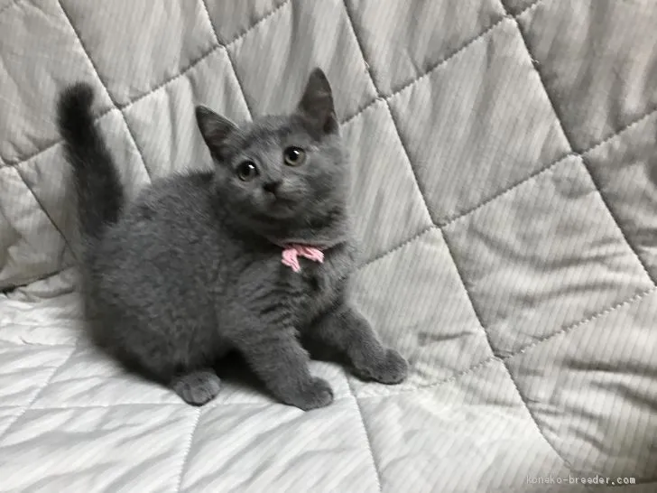 ID：1907-00326の子猫