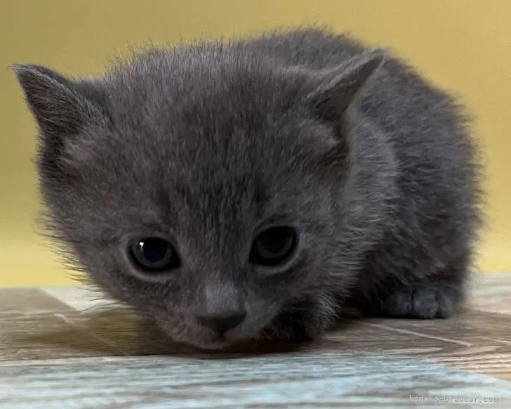 ID:2201-01122の子猫