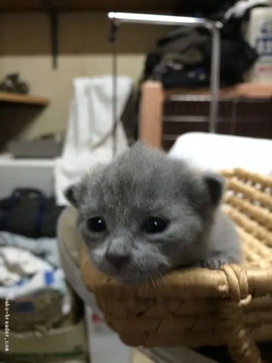 ID:1904-00932の子猫