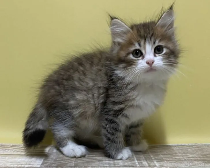 ID:2107-02221の子猫