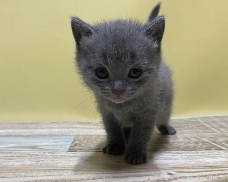 まさ 様のお迎えした子猫