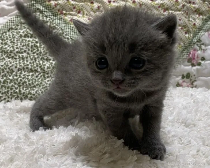 ID:2107-01941の子猫