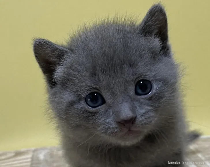 ID:2109-00586の子猫