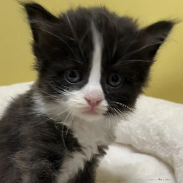 ID:2211-02336の子猫