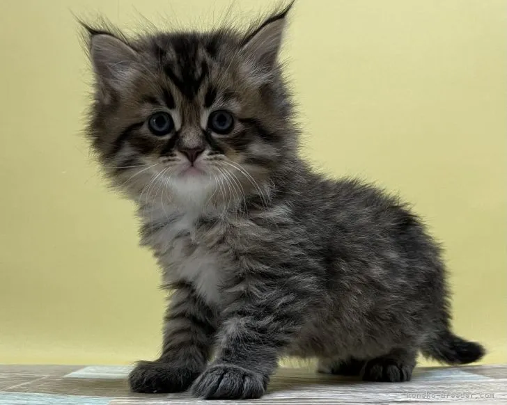 K.M 様のお迎えした子猫