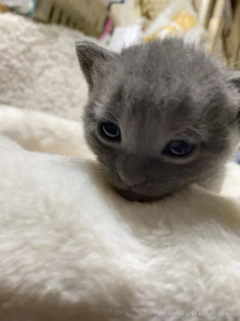 ID:2010-00496の子猫