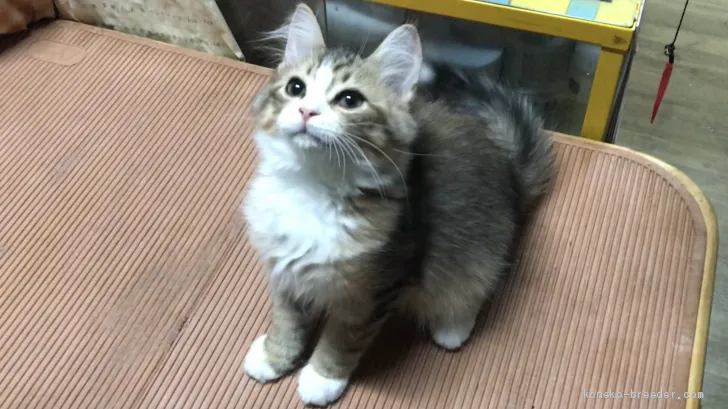 ID:1909-01036の子猫