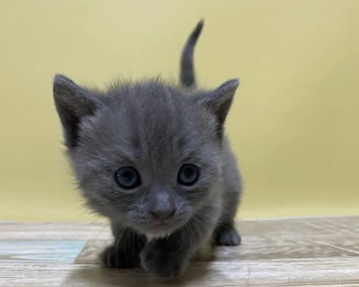 ID：2109-00588の子猫