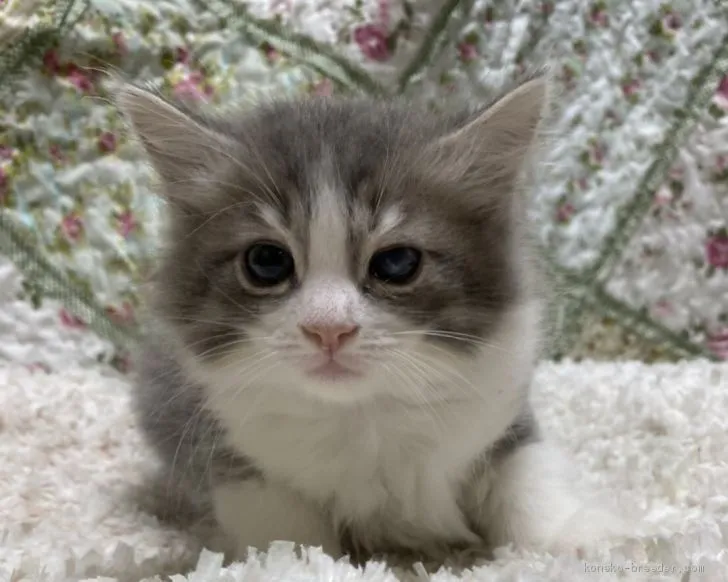 ID:2010-01102の子猫