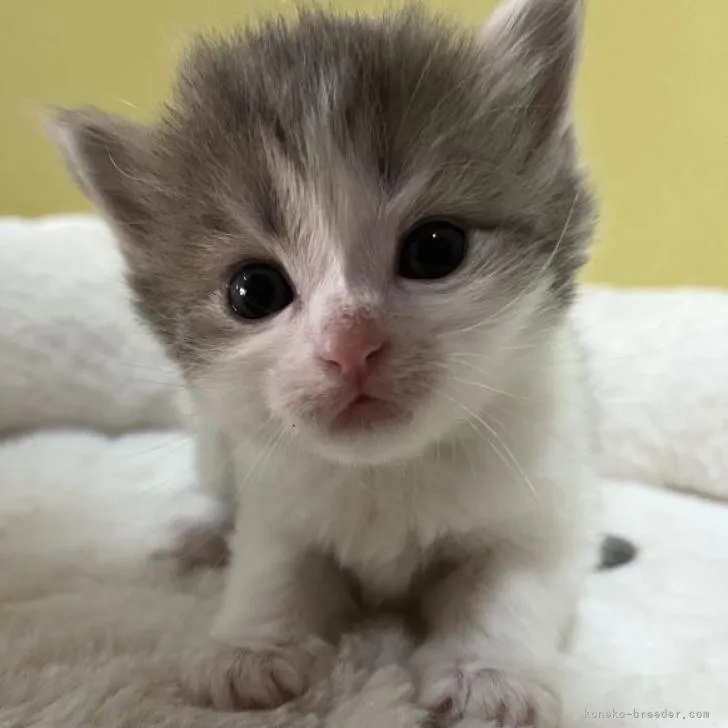 ID:2207-00673の子猫