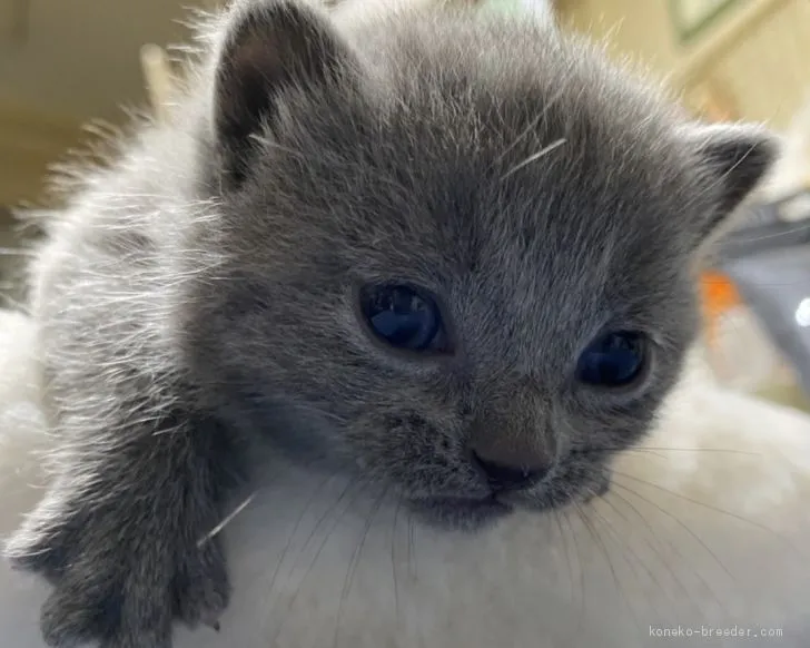 ID:2010-00493の子猫