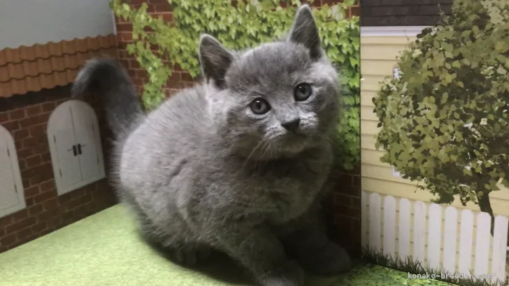 ID：2002-01270の子猫