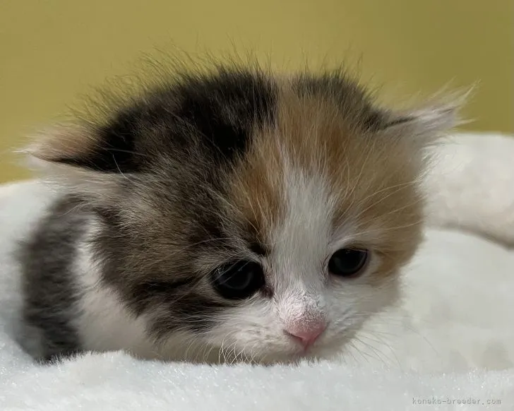 ID：2203-00340の子猫