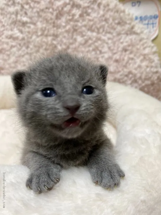 ID:2006-01065の子猫