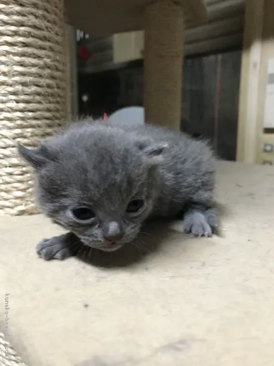 ID:1902-00196の子猫