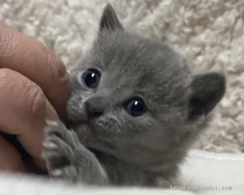 ID:2102-01774の子猫