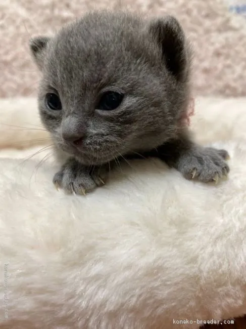 ID:2006-01064の子猫