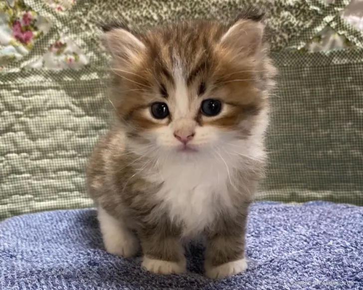 ID:2107-02699の子猫