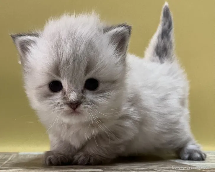 ID:2201-01133の子猫