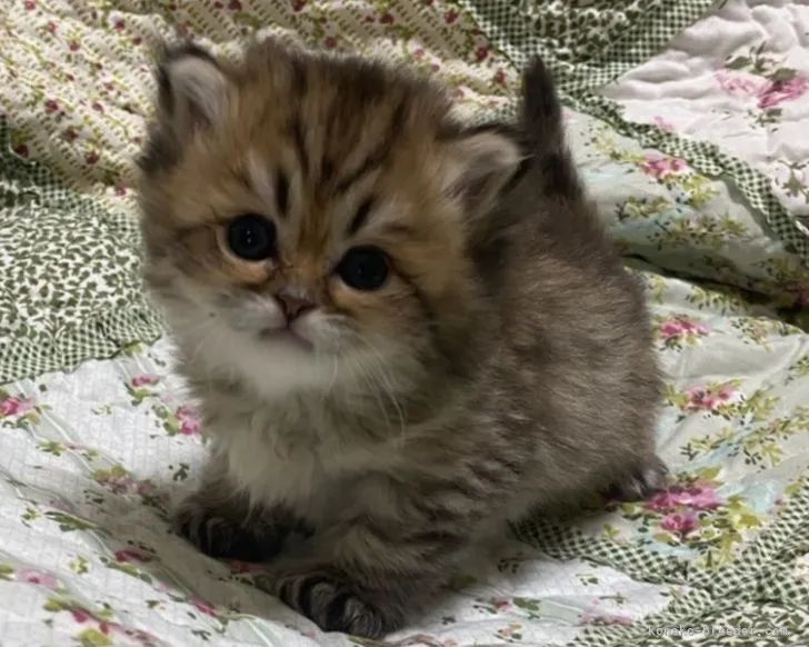 ID:2105-01131の子猫