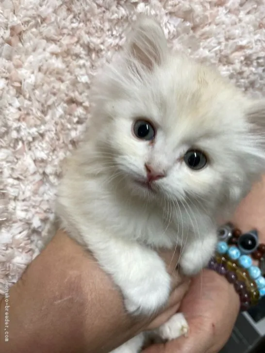 ID:2005-01448の子猫