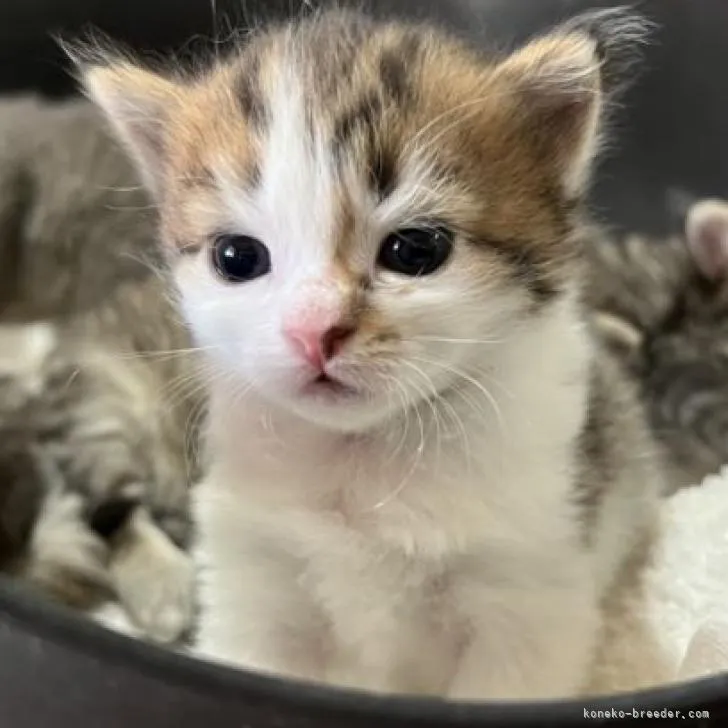 ID:2207-00685の子猫