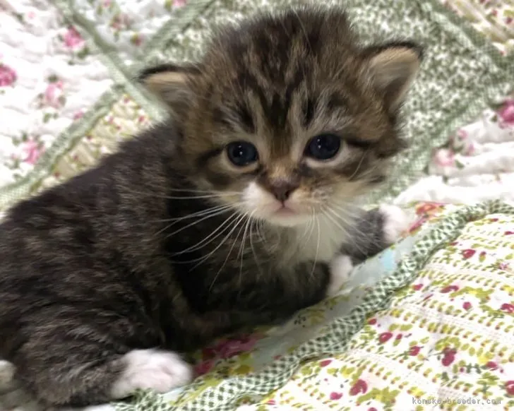 ID：2105-02683の子猫