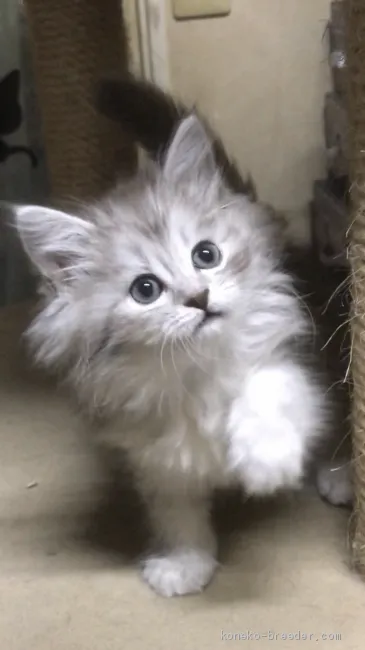 ID:2005-00095の子猫