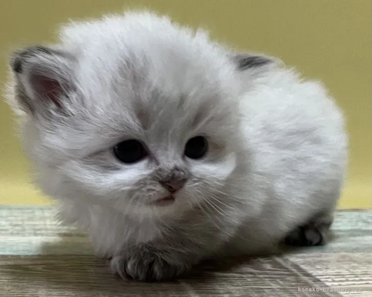 ID：2201-01132の子猫