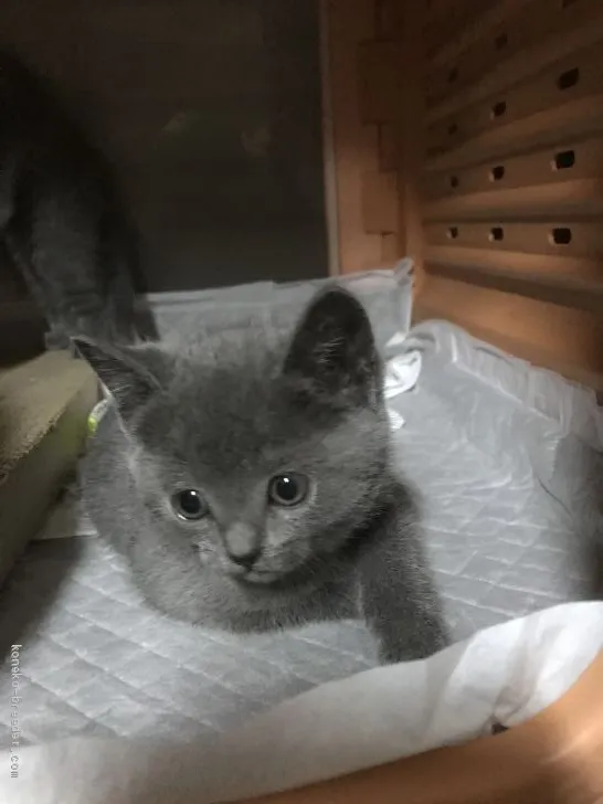 ID:2001-00383の子猫