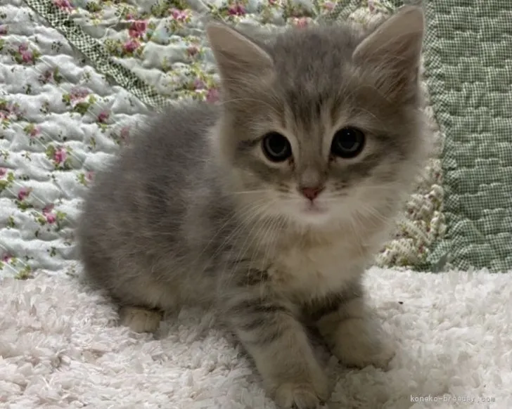 ID:2011-01300の子猫