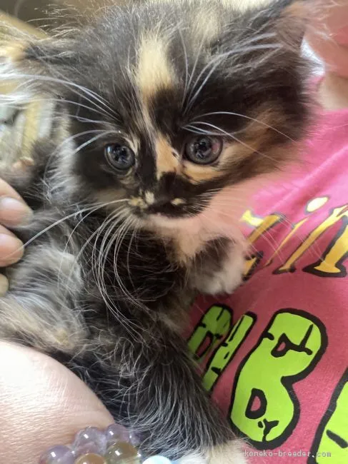 ID:2005-00128の子猫