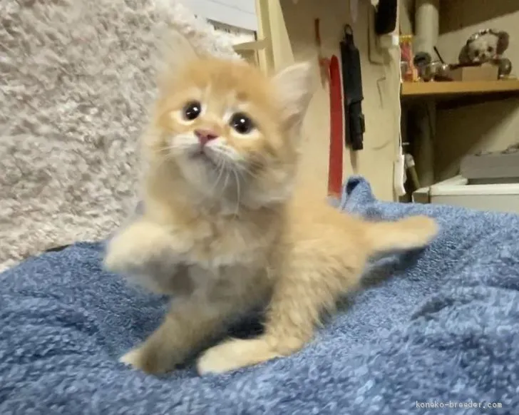ID：2007-01563の子猫