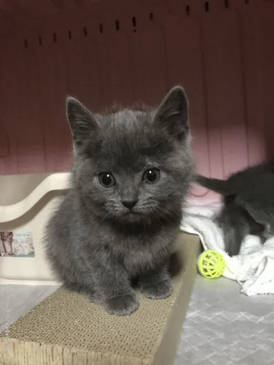 ID:2001-00387の子猫