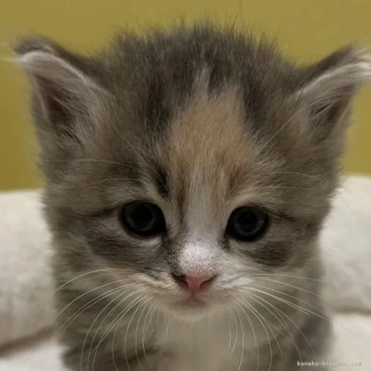 ID:2211-02339の子猫