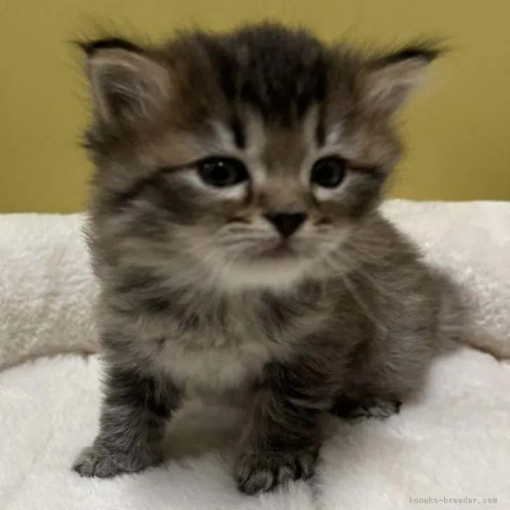 ID:2209-01854の子猫