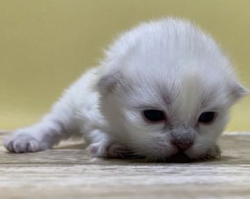 サイベリアン【大阪府・男の子・2021年8月31日・ブルーリンクスポイント(ネヴァマスカレード)（柔らかなロングのトリプルコート）】の写真「パパACCチャンピオン👑コロナ支援継続中です❗️」