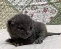 シャルトリュー【大阪府・男の子・2020年10月8日・ブルー】の写真1「10月16日撮影.めが開きたてです💕」