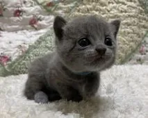 シャルトリュー【大阪府・男の子・2021年7月8日・ブルー】の写真1「7月21日撮影。ブルーのリボン君です。可愛らし過ぎです💕」