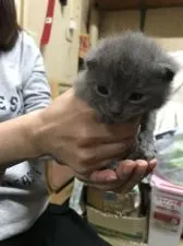 シャルトリュー【大阪府・女の子・2019年3月29日・ブルー】の写真1「4月13日撮影。まだはっきりは見えてませんね。」