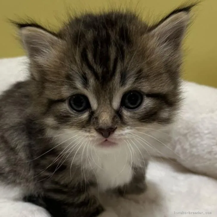ID:2211-02346の子猫