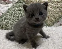 シャルトリュー【大阪府・男の子・2021年7月8日・ブルー】の写真2「7月21日撮影。お目目パッチリです(^^)」