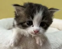 サイベリアン【大阪府・男の子・2022年2月10日・ブラウンマッカレルタビー&ホワイト】の写真2「3月6日撮影。まだまだママが大好きです❤️」