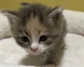 サイベリアン【大阪府・女の子・2022年10月19日・ブルーパッチドタビー&ホワイト】の写真2「11月24日撮影。手袋ソックスちゃんです✨✨」