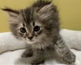 サイベリアン【大阪府・女の子・2022年5月9日・ブラウンマッカレルタビー】の写真3「７月１日撮影。」