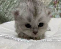 サイベリアン【大阪府・女の子・2020年10月3日・チンチラシルバー】の写真3「可愛らしい子です💖」