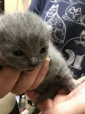 シャルトリュー【大阪府・男の子・2019年9月5日・ブルー】の写真3「９月14日撮影」