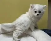 サイベリアン【大阪府・女の子・2022年5月9日・ブルーポイント(ネヴァマスカレード)】の写真3「７月１日撮影。モフモフです💖」