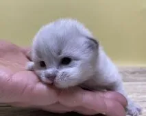 サイベリアン【大阪府・女の子・2021年8月31日・ブルーポイント(ネヴァマスカレード)】の写真3「9月8日撮影。ママのお乳を飲んでぷくぷくです💕」